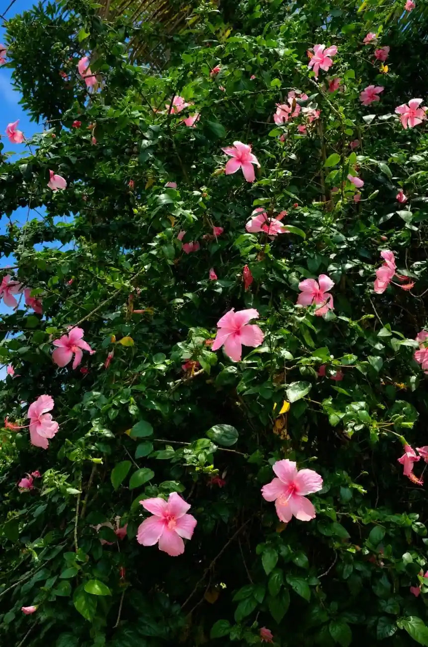 flowers