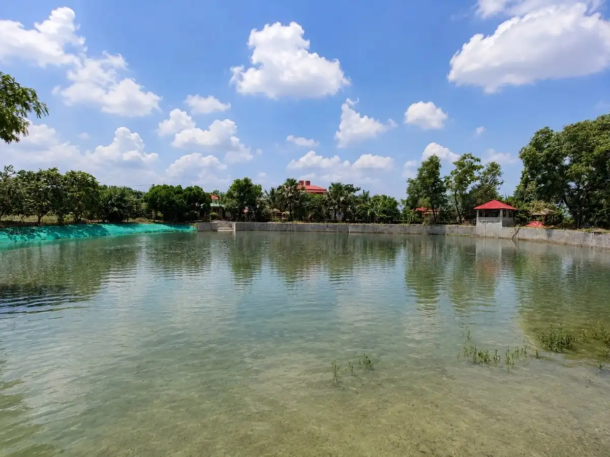 pond
