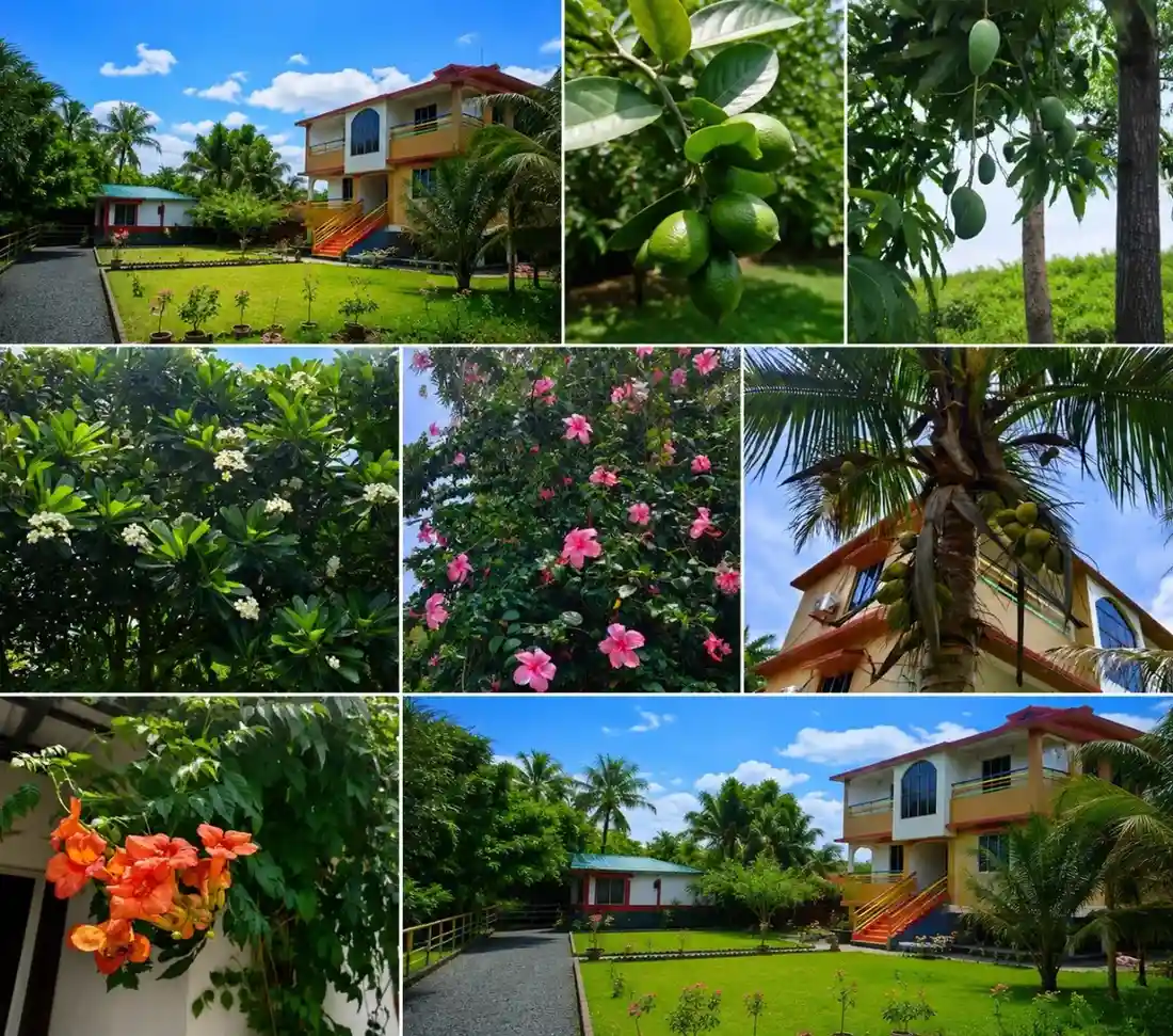 collage