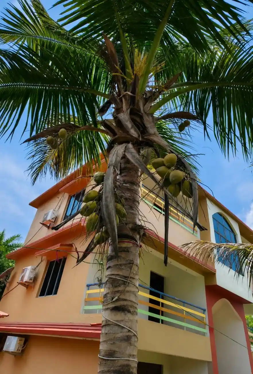 coconut