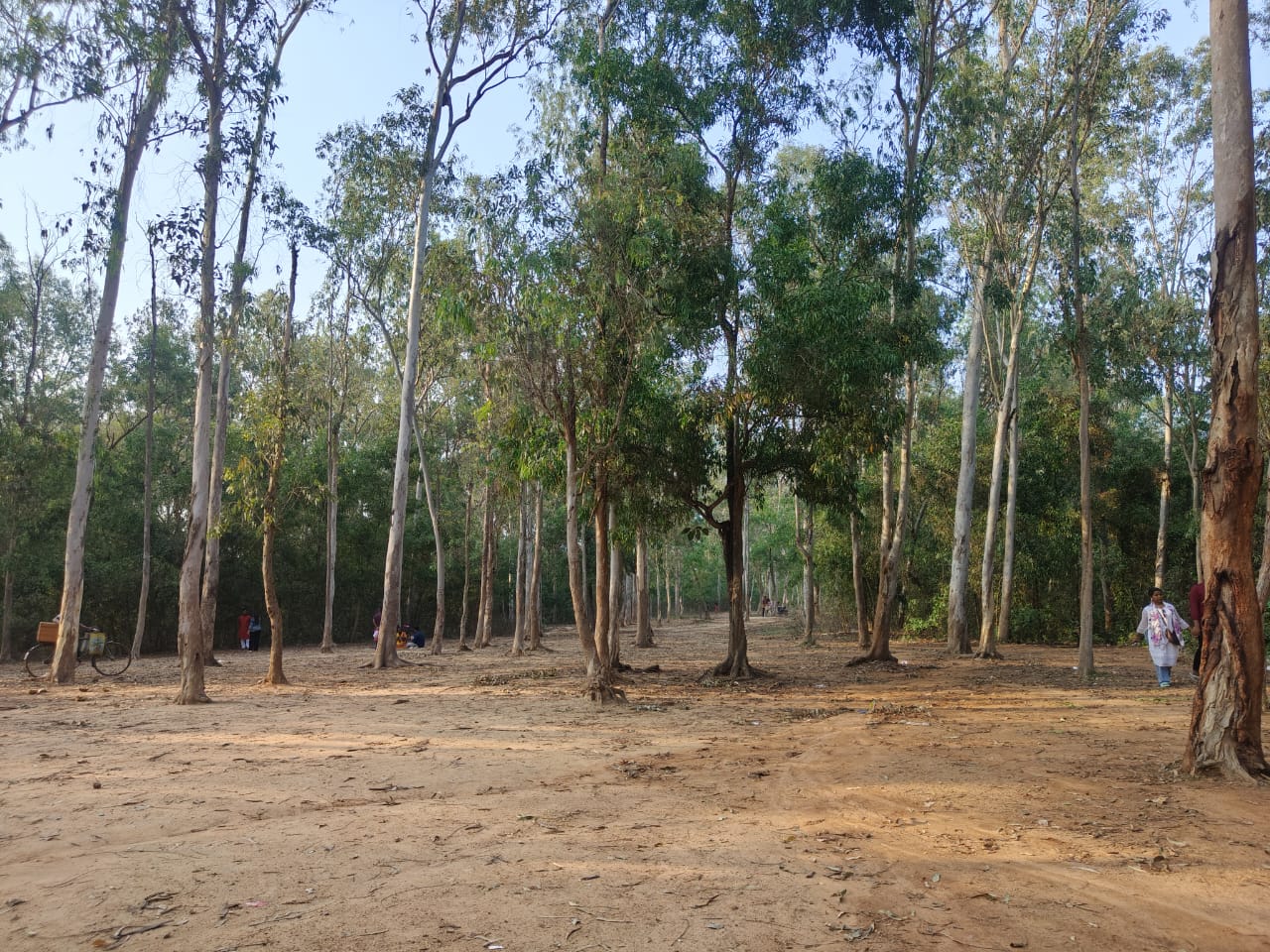 Sonajhuri Forest